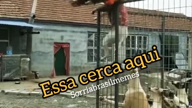 Corre foge #animais #animals #funny