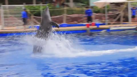 Dolphin Extreme Adventure - Puerto Vallarta