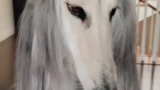 I like its eyes. They're so beautiful