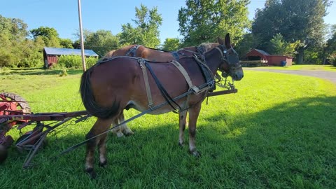 TWO HORSEPOWER GERMAN BUILT LAWN MOWING CONTRAPTION