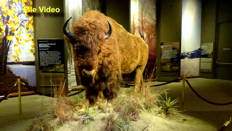 Bison Museum Native Americans