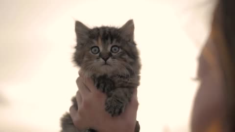 Young woman playing with her kitten, human-animal relationships