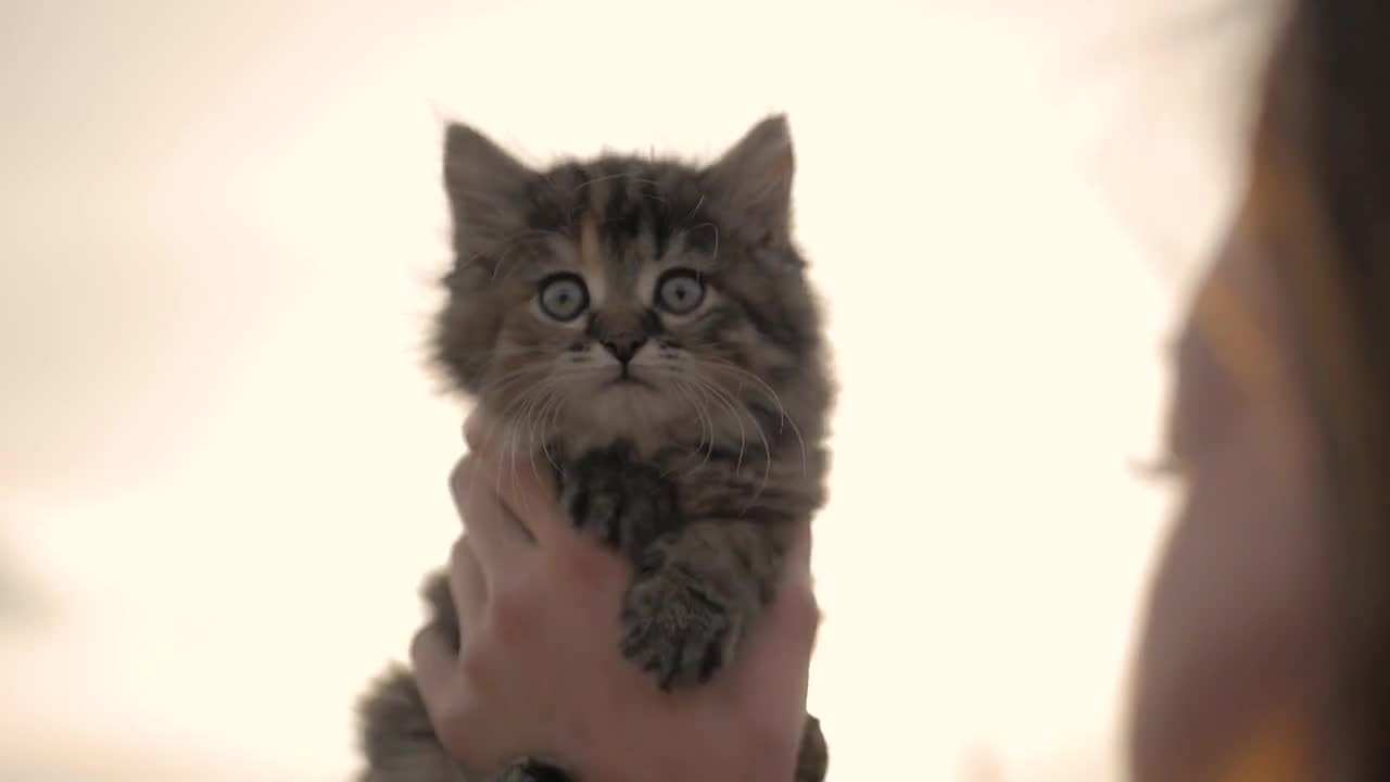 Young woman playing with her kitten, human-animal relationships