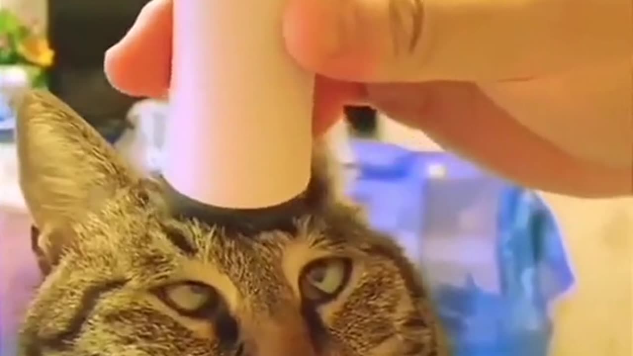 WATCH UNTIL THE END