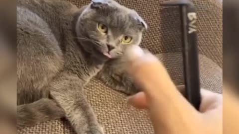 Cute and funny cat video 😍