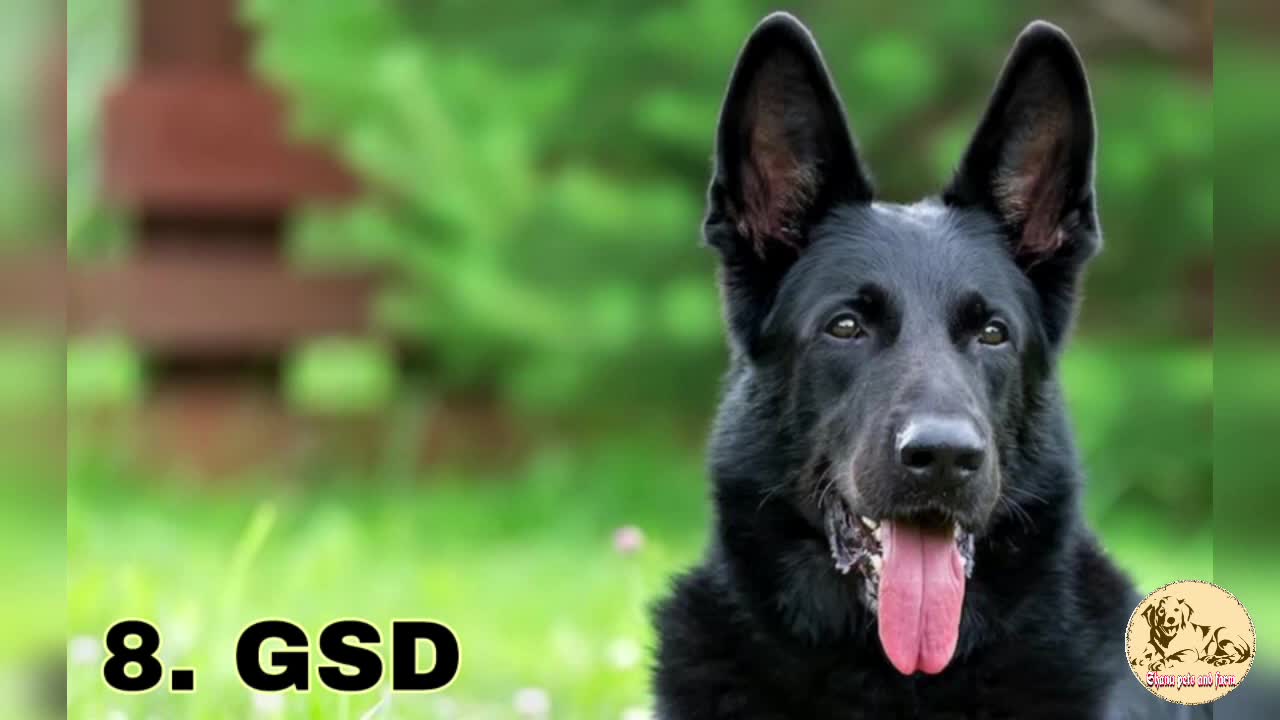 TOP 10 BLACK DOG BREED EASY AVAILABLE IN INDIA information shanu pets and farm