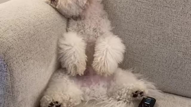 Puppy or Human?