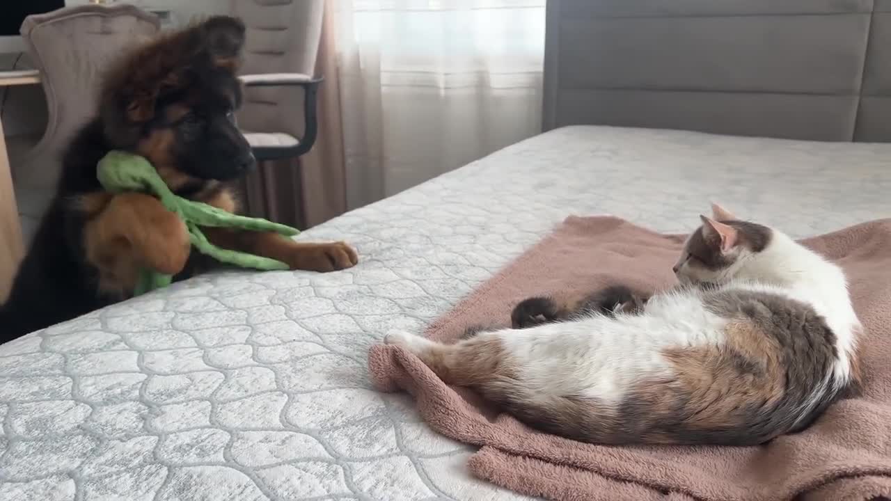 German Shepherd Puppy Meets Mom Cat with Newborn Kittens for the First Time