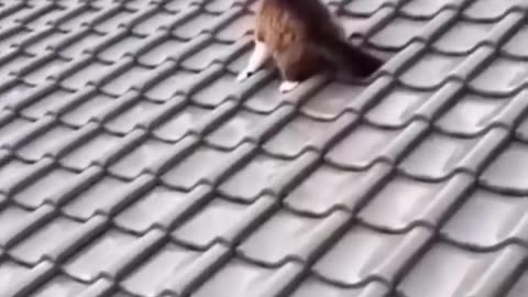 funny animal videos