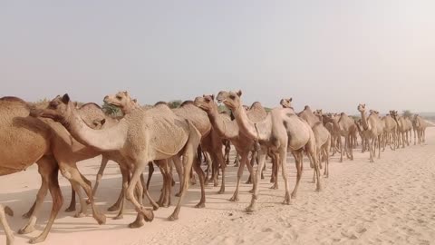 Camel travel