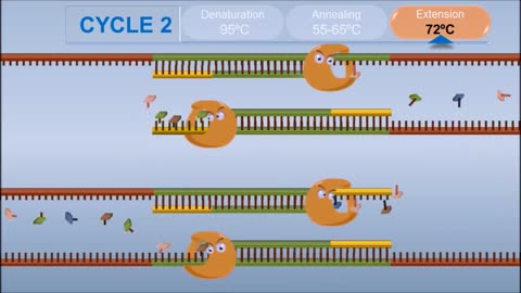 Science Lecture 6: PCR