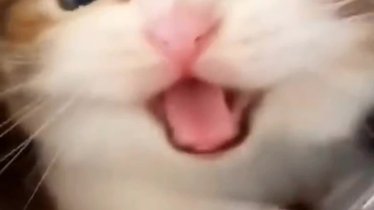Funny And Cute Animals Short #