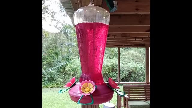 Humming Birds at Feeder