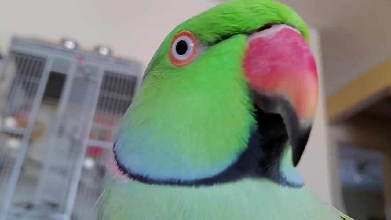 My Indian Ringneck parrot talking