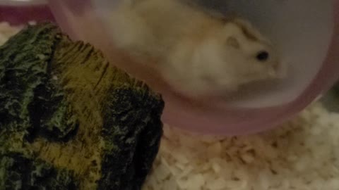 The hamster is exercising