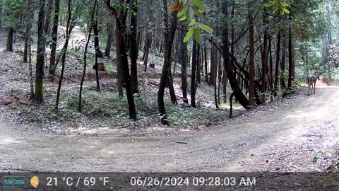 Newborn Bambi with the Zoomies - take 1