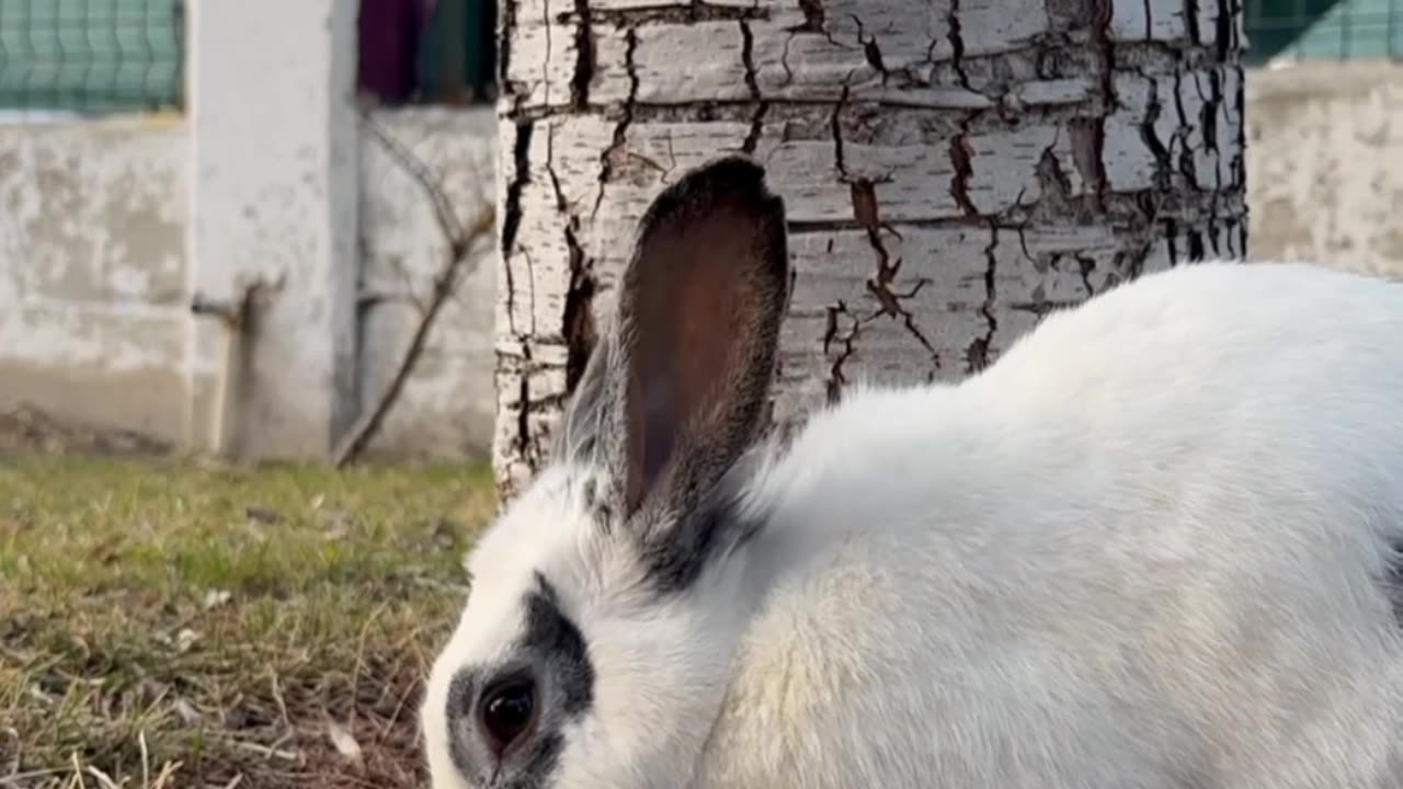 Cute 🥰 rabbit 🐇 carrot 🥕 funny animals video #shorts #viral