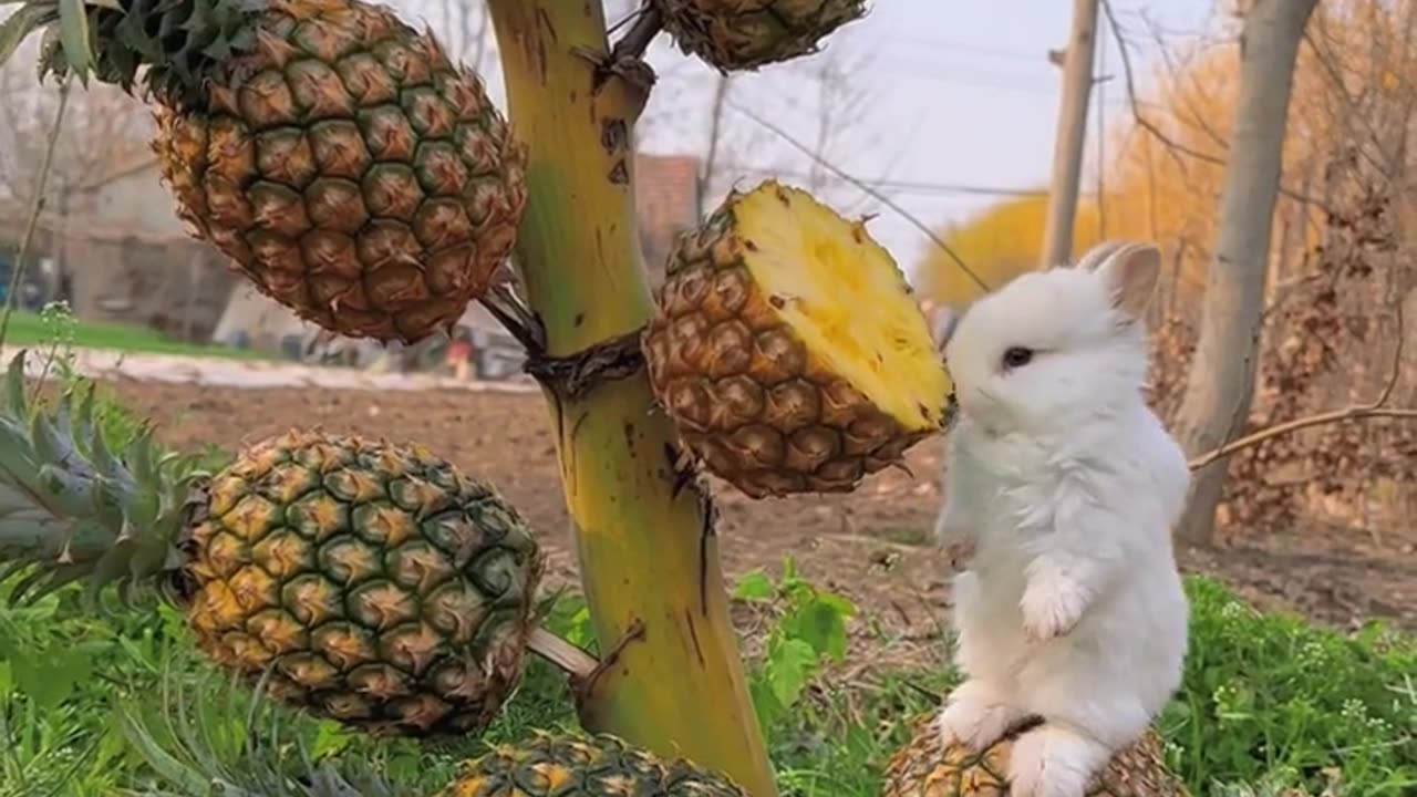 Rabbit eat pineapple