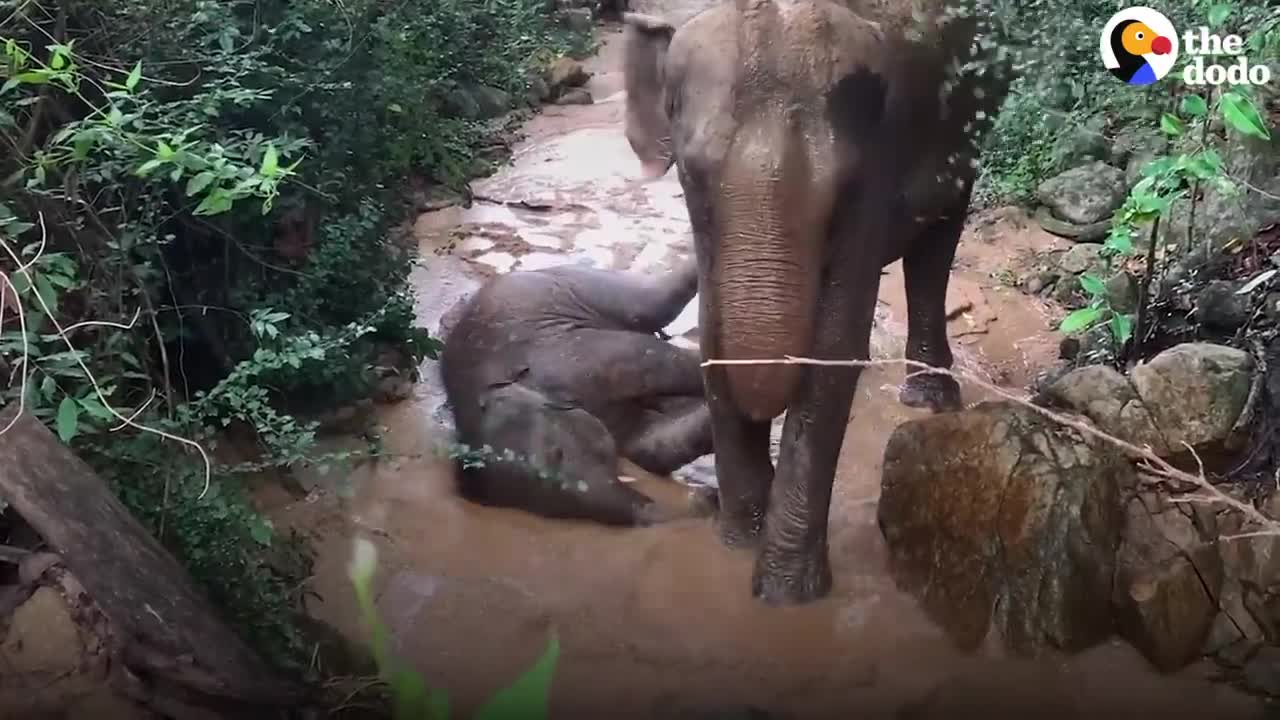 Teenage Elephant Loves Going For Swims Behind His Mom's Back | The Dodo Go Wild