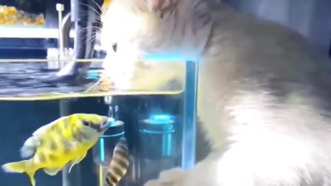 Cat & Fish Love Scene