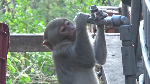 Thirsty Monkeys