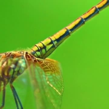 Dragonfly Insect Nature Macro Fly Bug Green