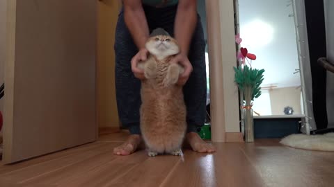 Hosico The Belly Dancer