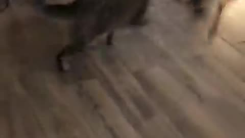 Cat and dog funny video
