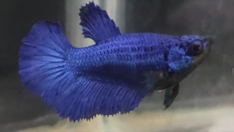 Gorgeous Royal Blue 💙 female Betta