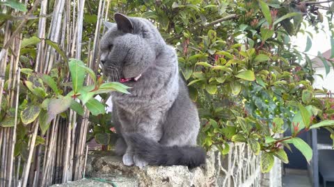 British Shorthair Bella October 2022