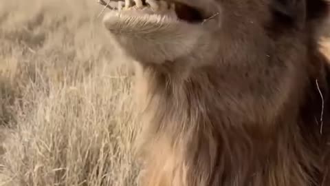 Camel