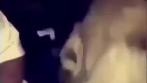 Hilarious Monkey Gives Lion a Slap