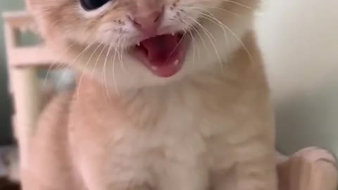 Small cute cat funny video