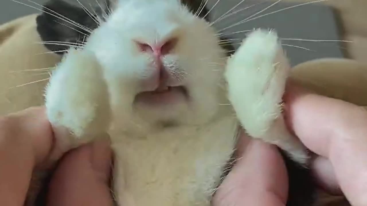 Funny bunny