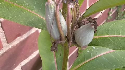 Milkweed