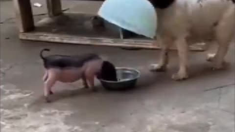 Funniest Animals 2023 -- Funny Dogs and Cats Videos ---- Par