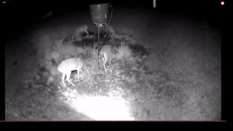 What's at the feeder LIVE after the storms? 5/10/2023