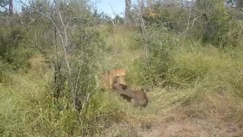 Mother Buffalo Takes Down Lion With Surprising Ease To Save His Baby - Dingo vs Kangaroo