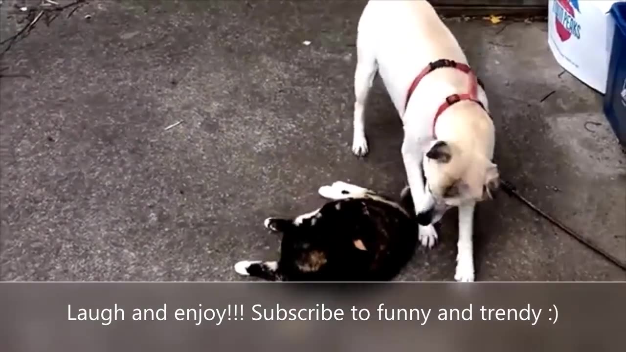 cute puppies doing funny things