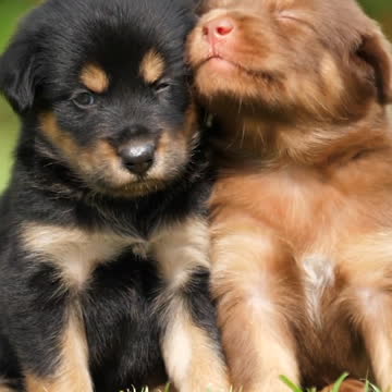 | 𝗔𝗗𝗢𝗥𝗔𝗕𝗟𝗘 𝗣𝗨𝗣𝗣𝗜𝗘𝗦 | 𝗕𝗲𝘀𝘁 𝗙𝗿𝗶𝗲𝗻𝗱 𝗙𝗼𝗿𝗲𝘃𝗲𝗿 (𝗕𝗙𝗙)