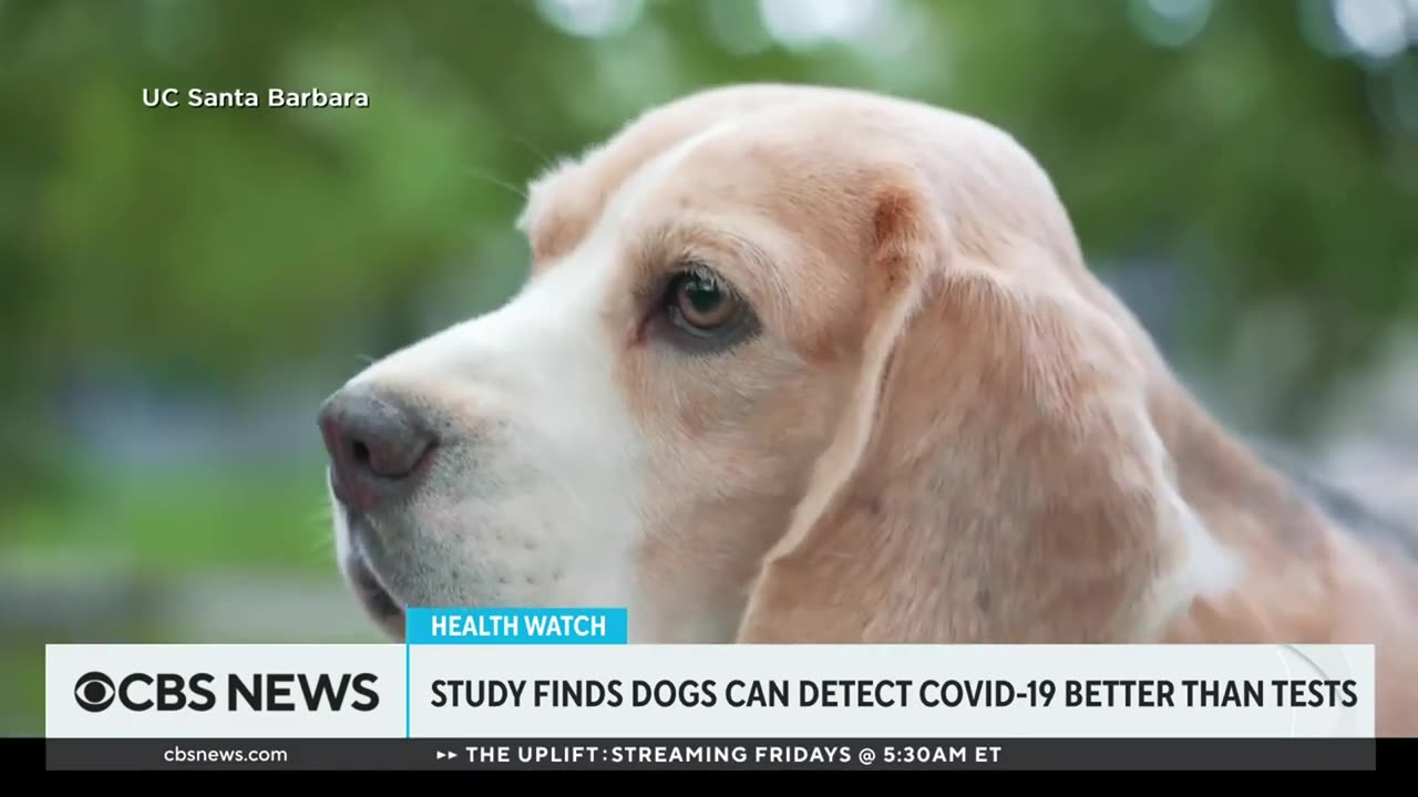 Training dogs to detect COVID 19