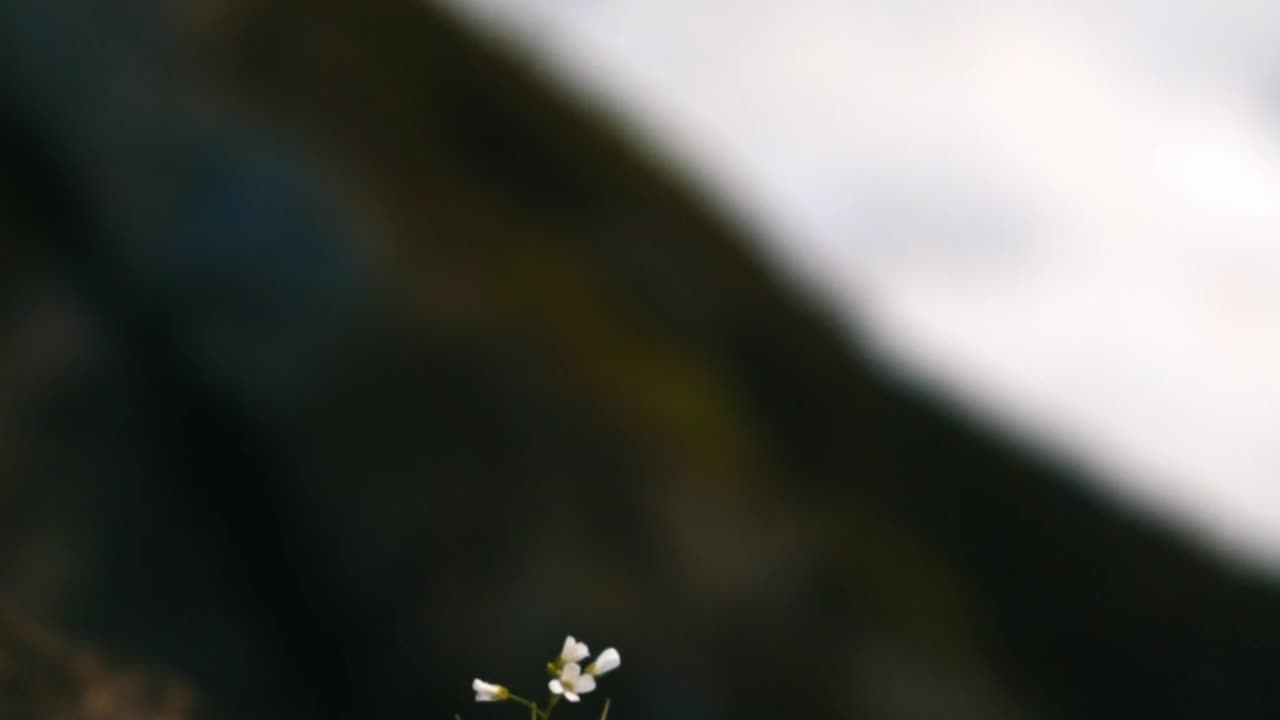 Nature | Nature photography | copyright free videos