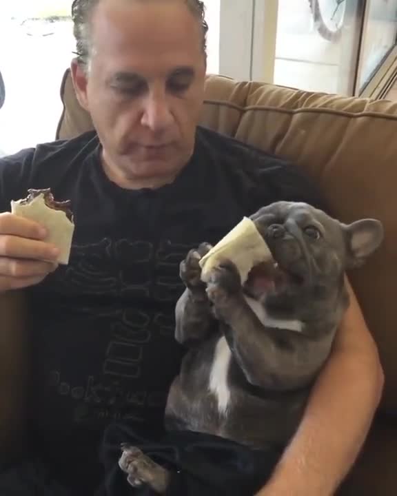 BABY BULLDOG EAT SANDWICH HOLDING BY HIS TWO HAND.mp4
