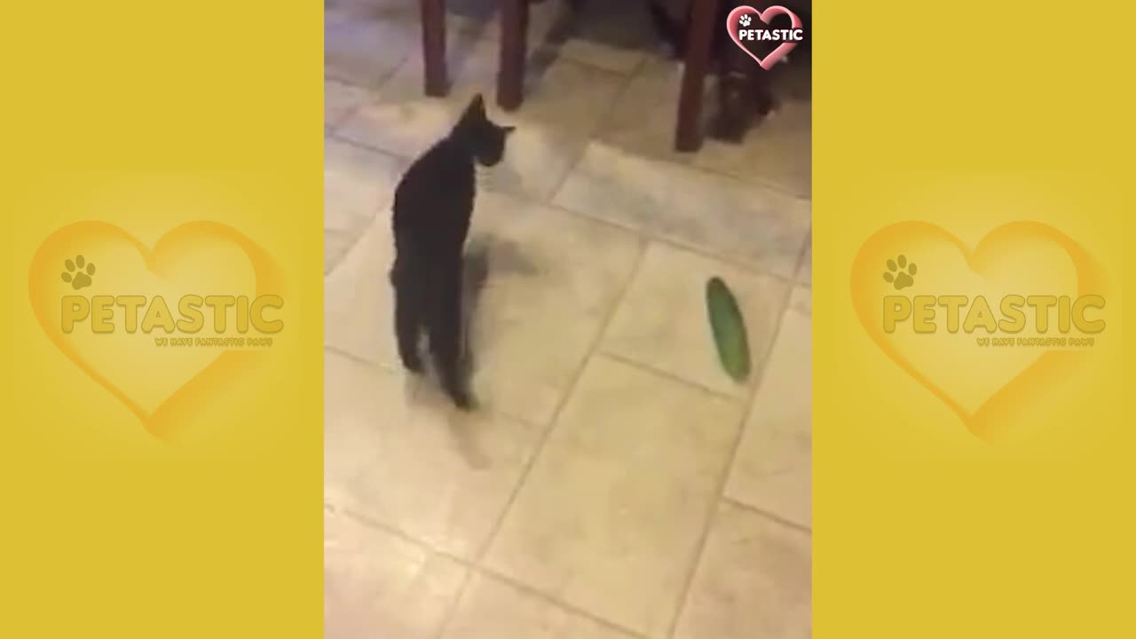 Cats VS. Cucumbers Compilation - Cats Scared of Cucumbers -- PETASTIC 🐾