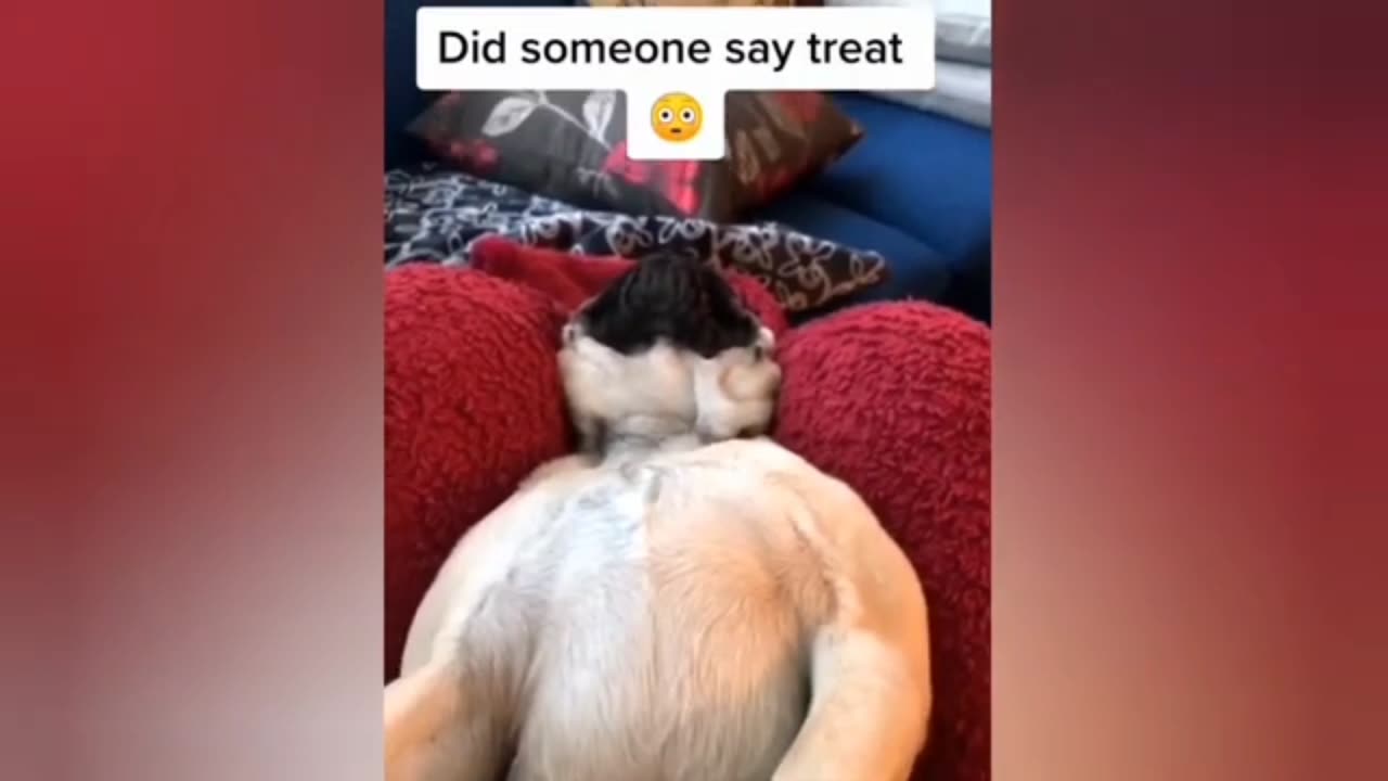 Cute dogs reaction traning Reasalt