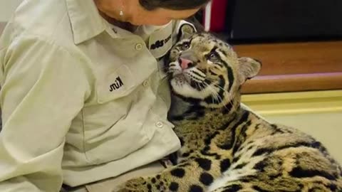 when animals showing love to human by their cute way