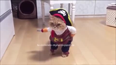 A Short Video To Die With Laughter | The Pirate Cat