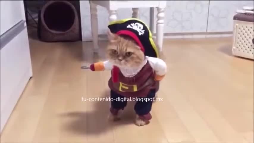 A Short Video To Die With Laughter | The Pirate Cat