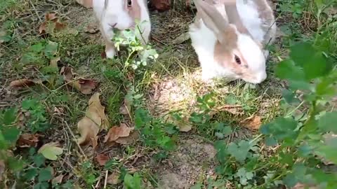 cute rabbit | cute animals video compilation | baby bunny-15