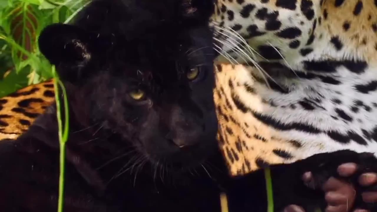 Big Beautiful Cats